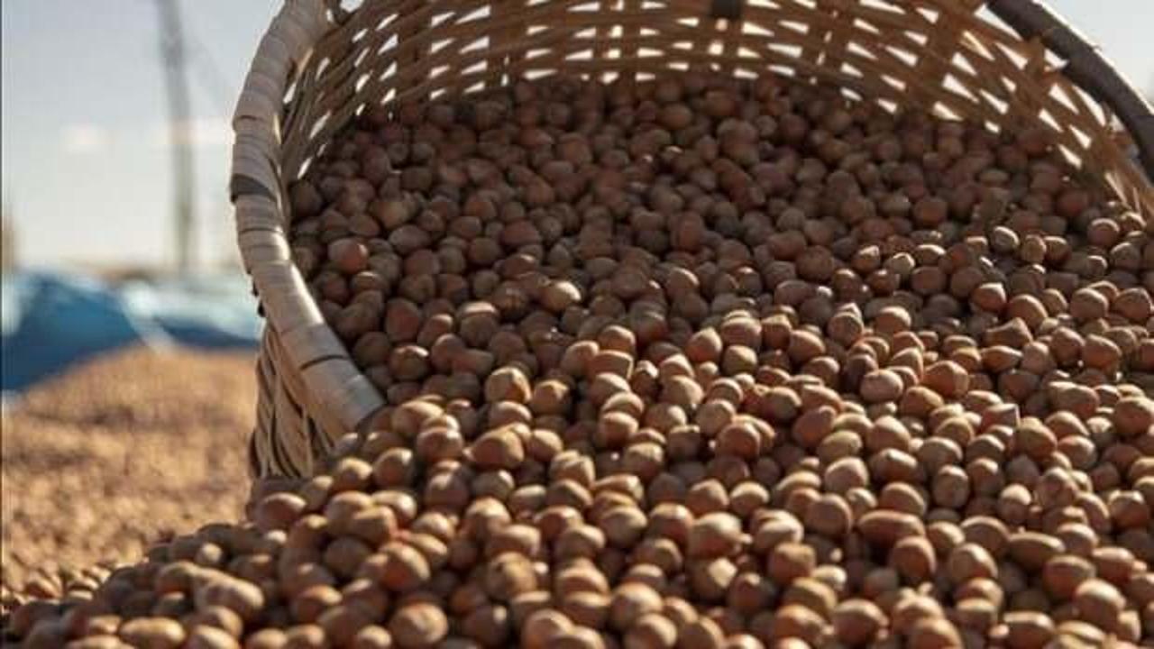 T&uuml;rkiye'nin fındık ihracatının y&uuml;zde 36'sı Trabzon'dan yapıldı