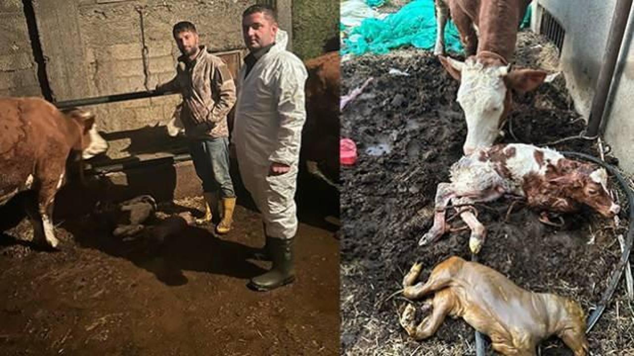 Adıyaman'da veterineri şoke eden hadise: İkiz buzağılardan birinin g&ouml;r&uuml;nt&uuml;s&uuml; korkuttu 