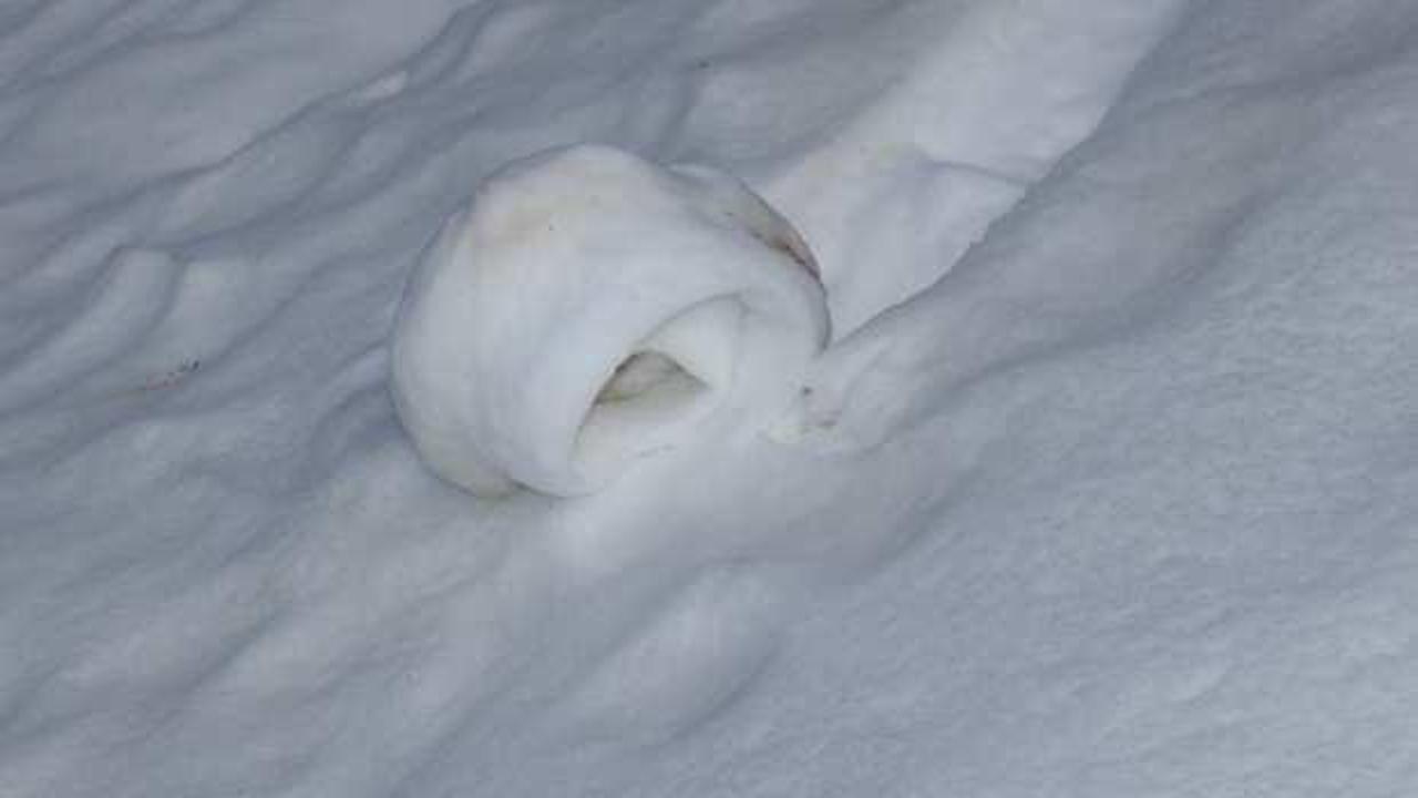  Doğada ender oluşuyorlar! Amasya'da tekrar görüldü