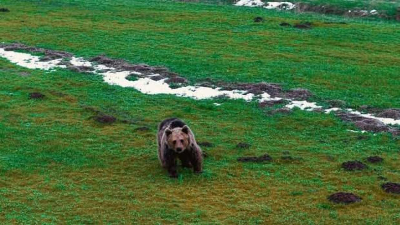 Kış uykusundan uyanan ayı havadan görüntülendi! Uzmanlar uyardı