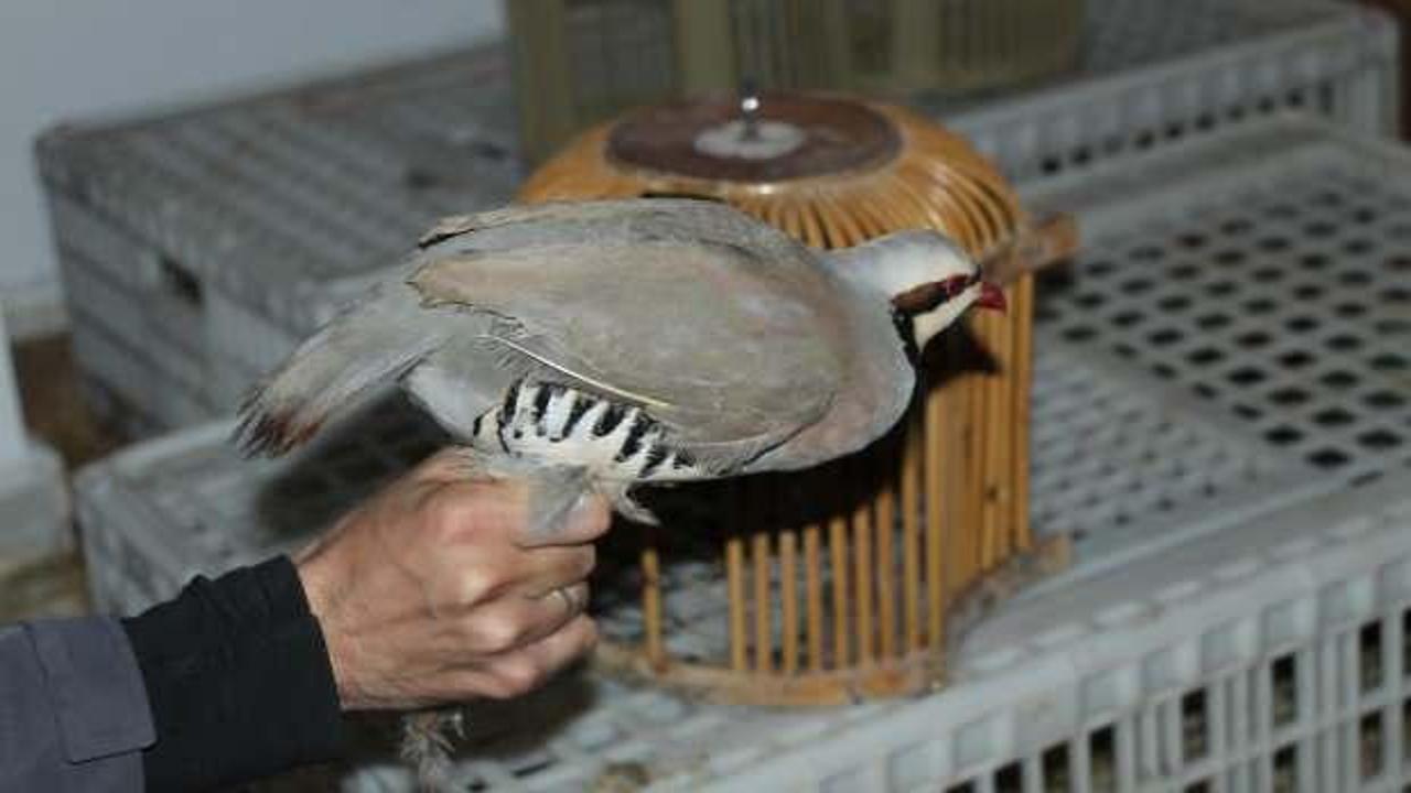  Şırnak'ta yasadışı kınalı keklik ticaretine 76 bin 500 TL ceza kesildi