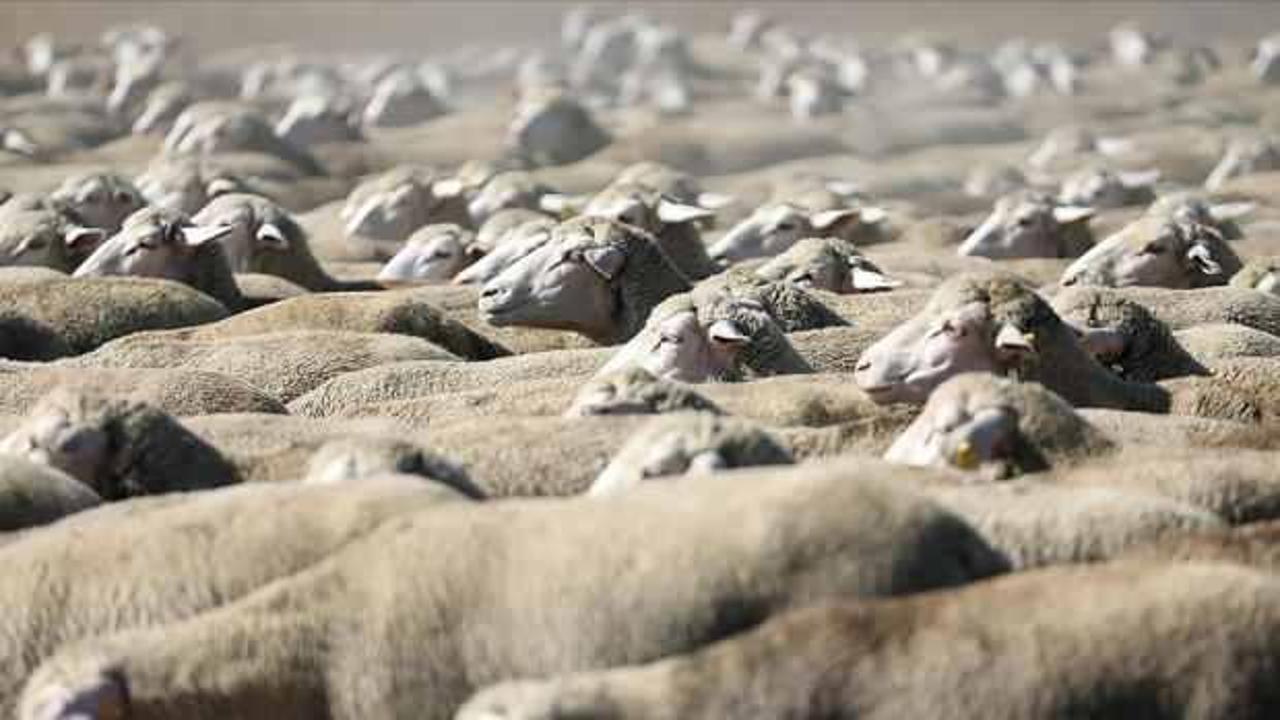 TİGEM 700 reforme küçükbaş hayvan satacak