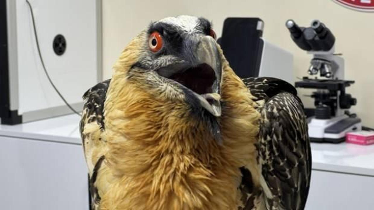 T&uuml;rkiye'de &ccedil;ok nadir g&ouml;r&uuml;l&uuml;yordu! Yaralı halde bulundu: Artık o ilimizde g&uuml;vende