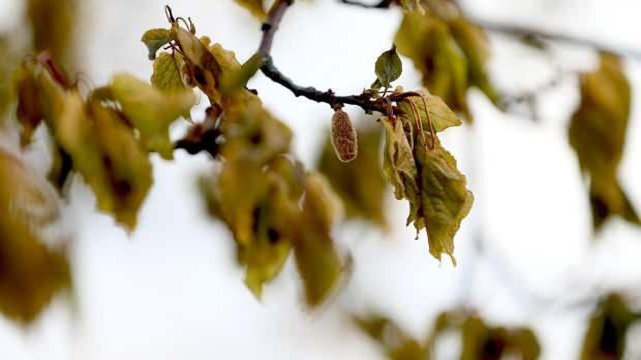 Zirai dondan en çok etkilenen ürünler açıklandı