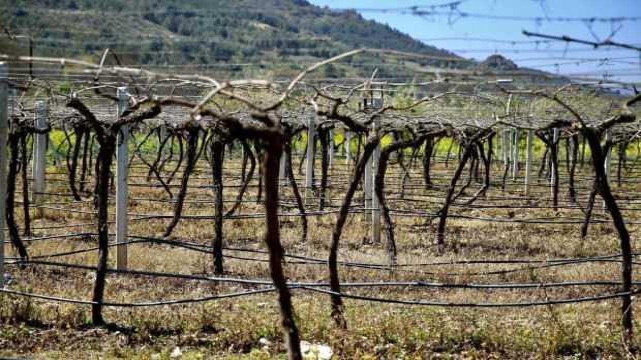 Zirai dondan etkilenen tüm çiftçilere müjde! 