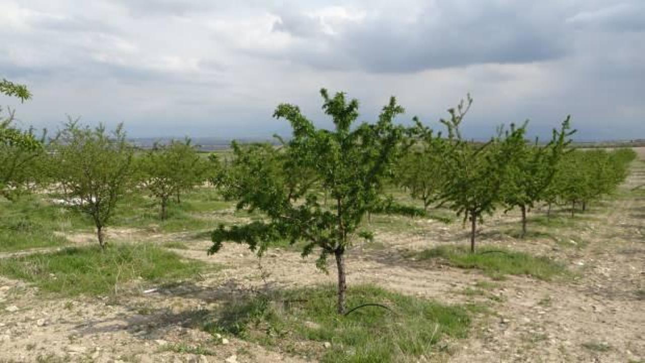 Zirai dondan etkilenmedi! Badem bah&ccedil;esi &uuml;reticisini de şaşırttı