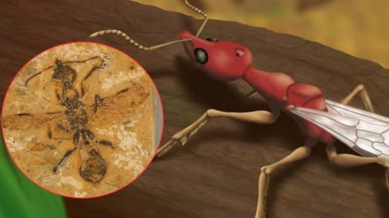 Tam 113 milyon yıllık! Bilim adamları bilinen en eski karınca fosilini keşfetti!