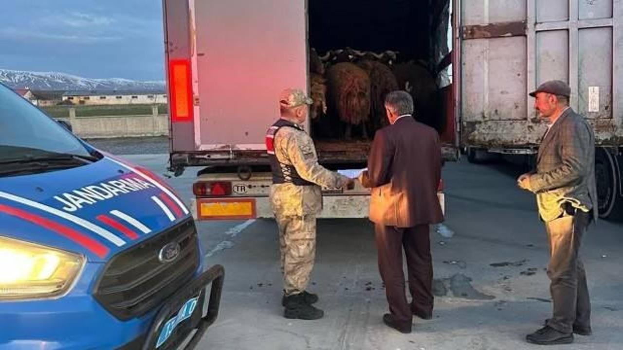 Ağrı'da akıl dışı hırsızlık! 3 tır dolusu k&uuml;&ccedil;&uuml;kbaş hayvan &ccedil;aldılar 