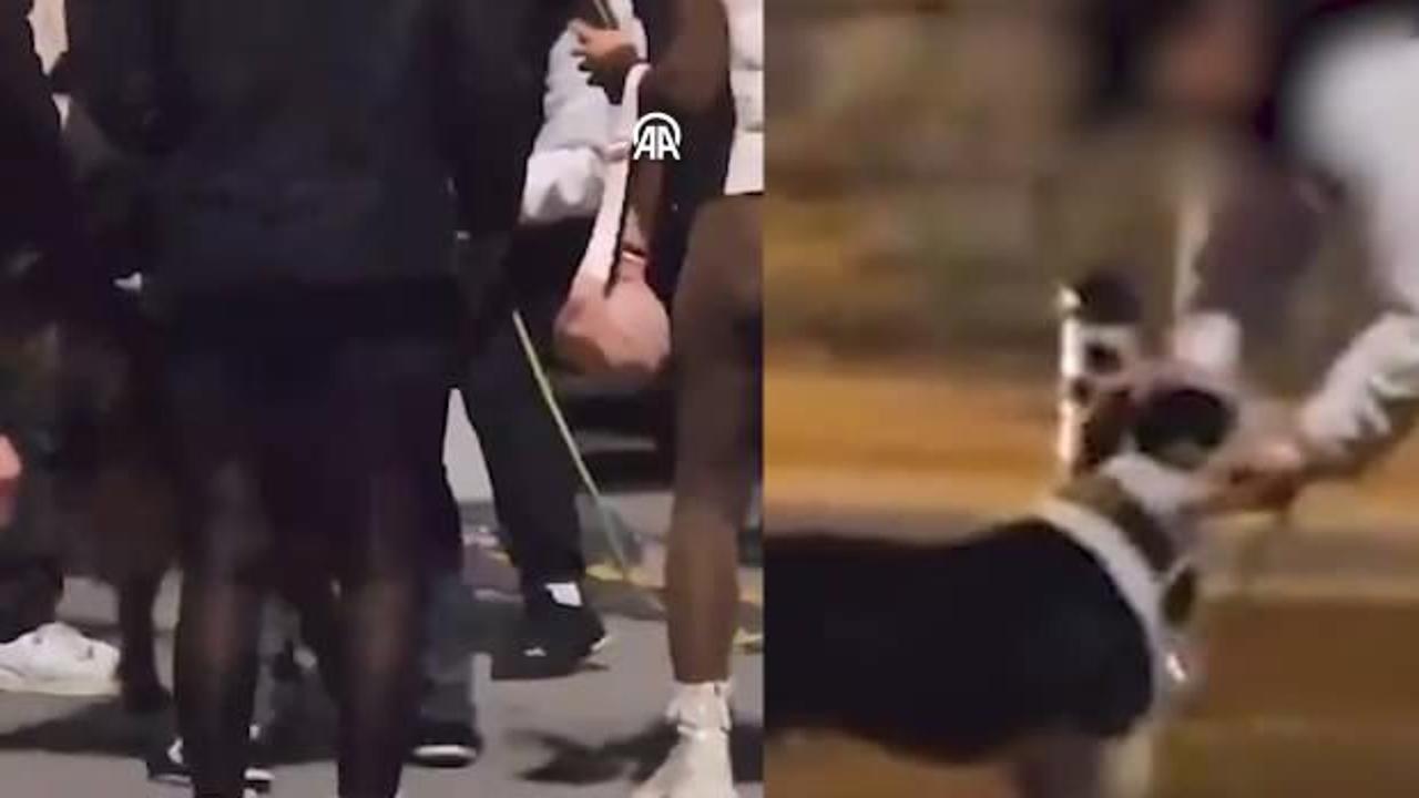 Bakırköy'de pitbull dehşeti yaşatan kişiye ceza