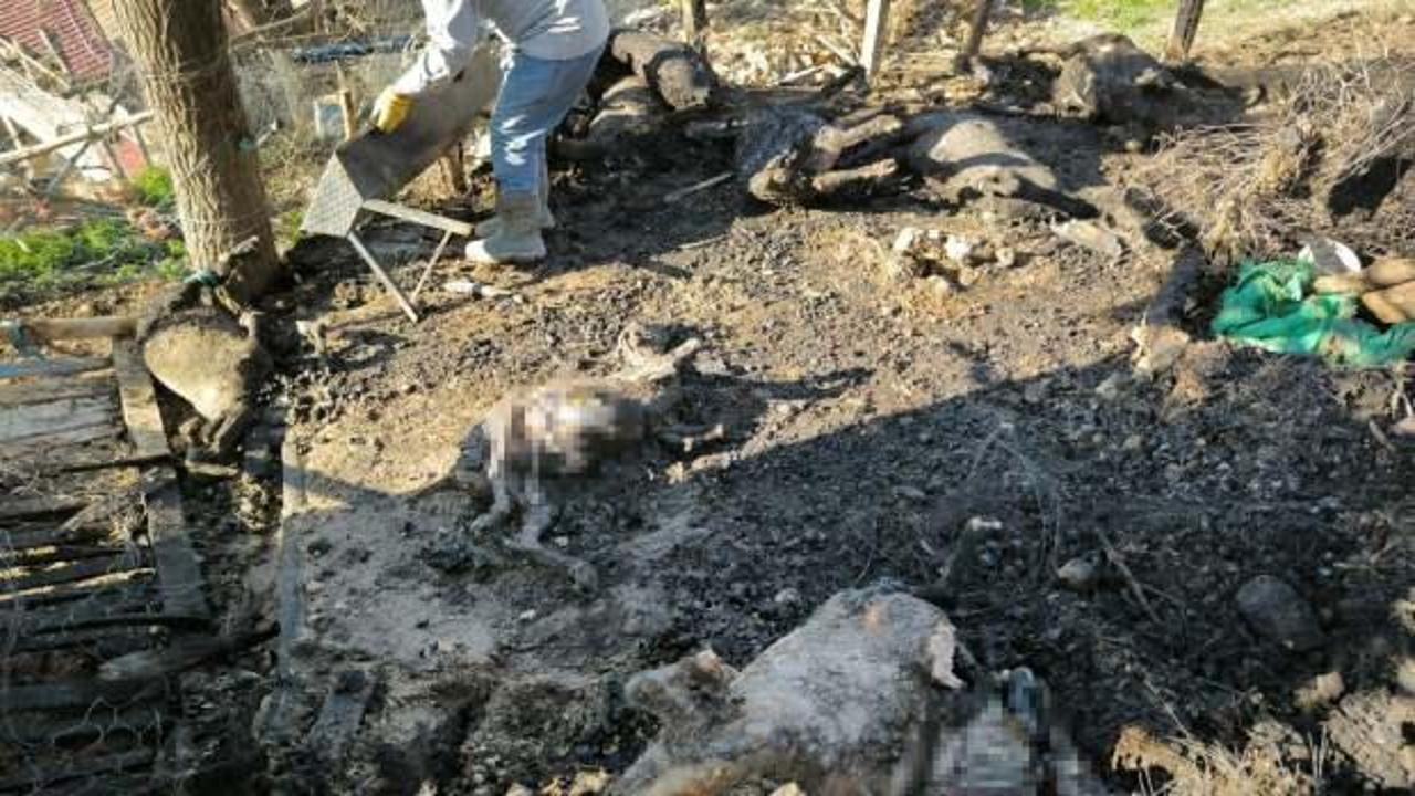 Besiciyi kahreden manzara! Çok sayıda hayvanı yanarak telef oldu 