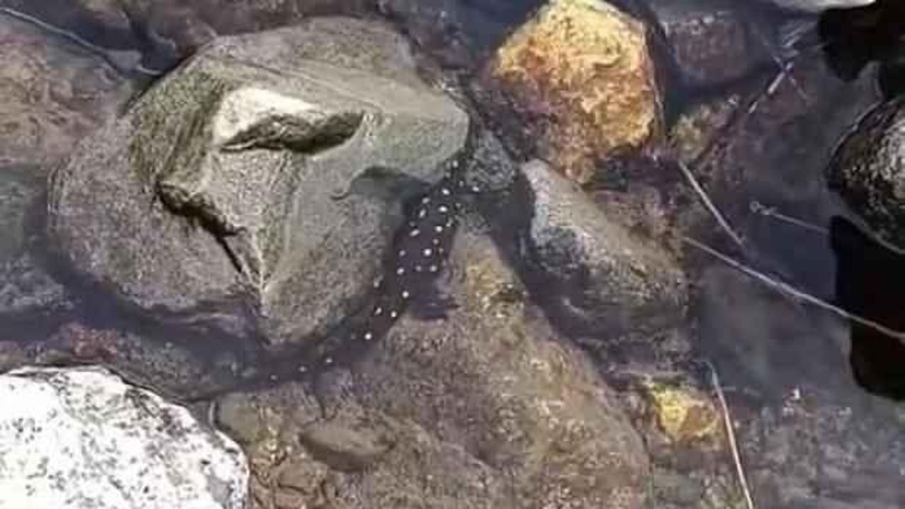 Bu hayvana dokunan yandı: Cezası 557 bin 212 TL! 