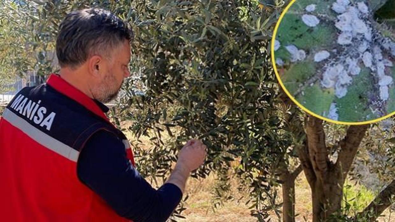 Zeytin hasadı tehlikede! Bu b&ouml;cek &ccedil;it&ccedil;inin kabusu: 'Bah&ccedil;enizde varsa ila&ccedil;layın' 