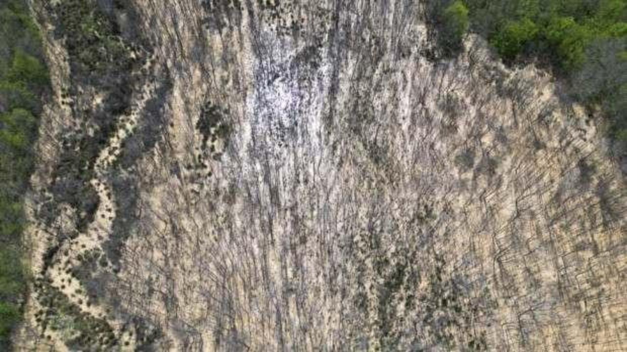 Ormana d&ouml;k&uuml;len atık sular ağa&ccedil;ları kuruttu