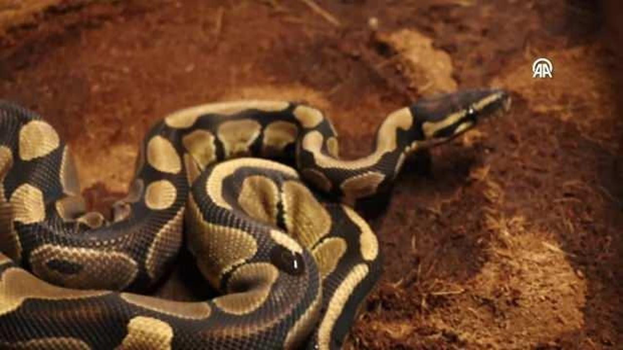 Sakarya'da bir iş yerinde "kraliyet pitonu" bulundu