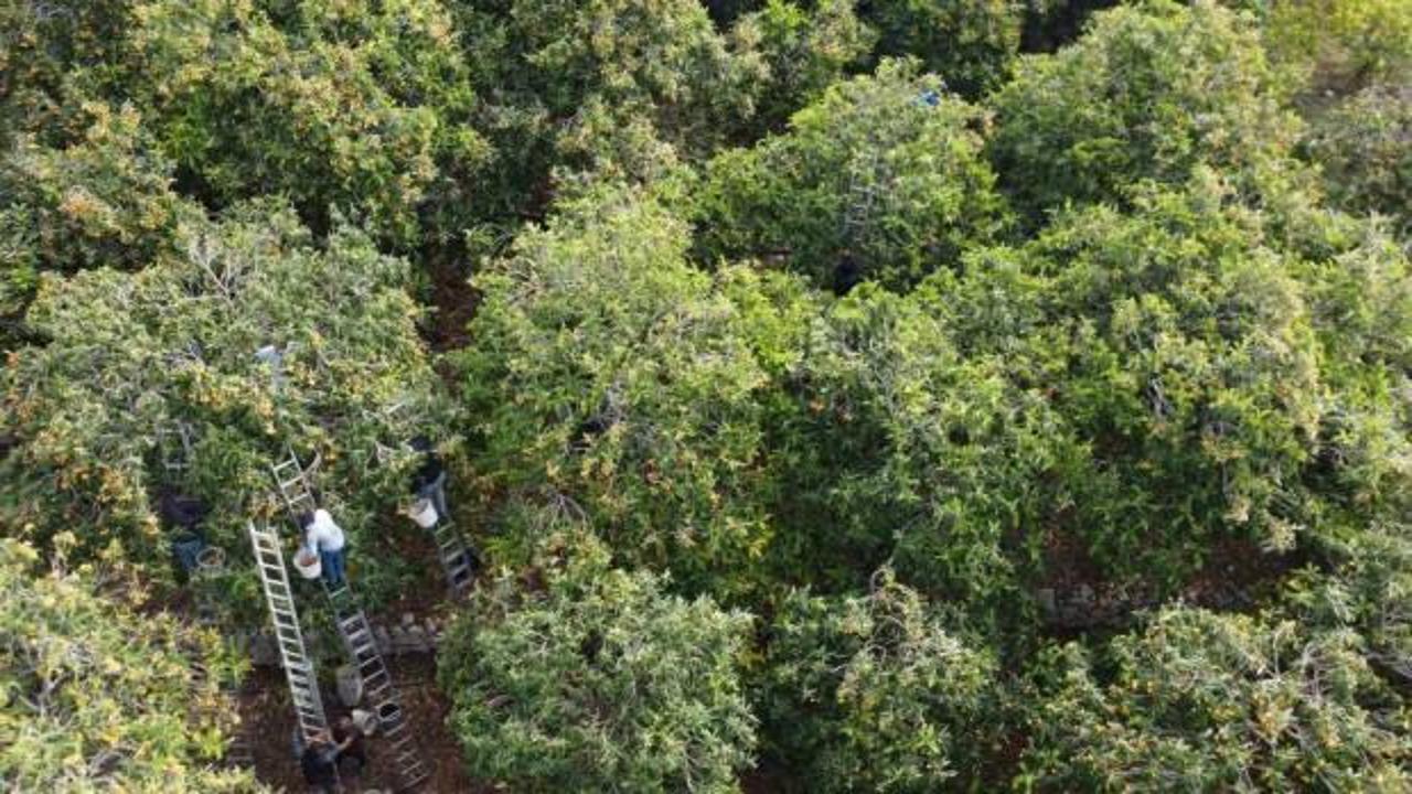&rsquo;Sarı altın&rsquo; yenid&uuml;nyada hasat başladı