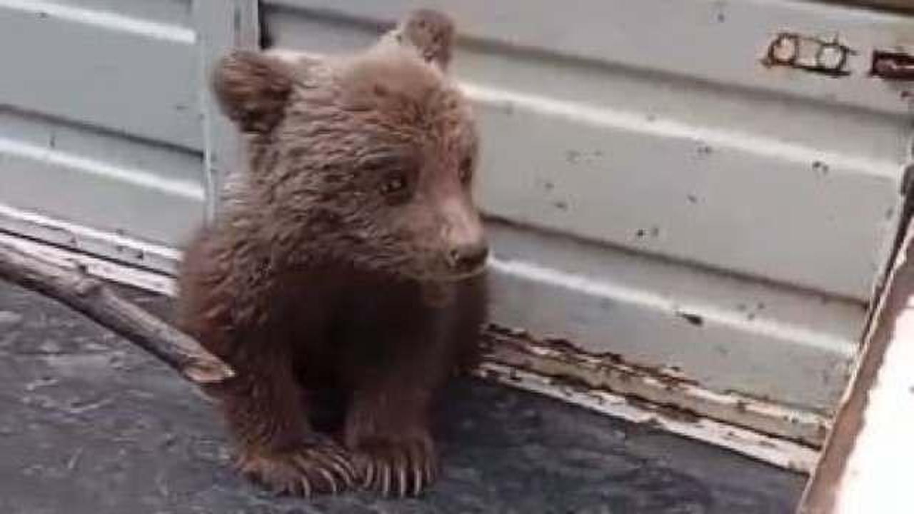 Artvin'de ilginç olay! Tarlada yavru ayı buldular