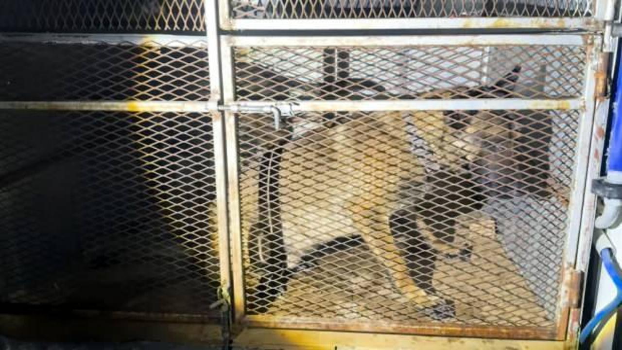 Bitlis&rsquo;te durdurulan ara&ccedil;taki k&ouml;peklerin altından 5,5 kilo uyuşturucu &ccedil;ıktı