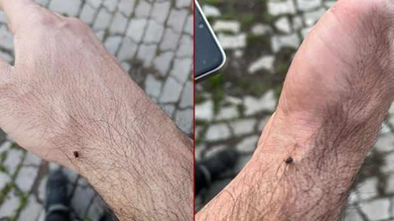 Meralarda endişelendiren manzara! Uzmanlar uyardı: 'Çıplak elle çıkarılmamalı' 