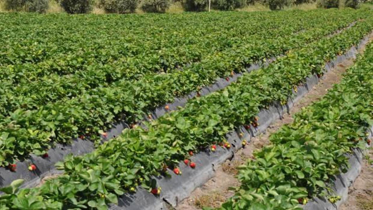 Mersin'de a&ccedil;ık alanda &uuml;retilen tescilli Silifke &ccedil;ileğinde hasat s&uuml;r&uuml;yor