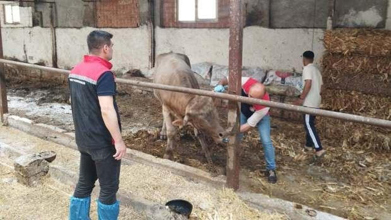Hastalık alarmı: Tüm ilde hayvan pazarları kapatıldı!