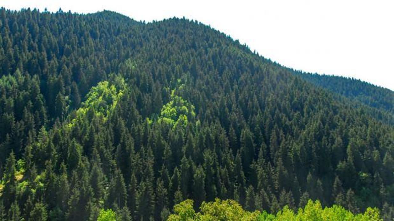 81 ilde "Orman Benim" kampanyası: Yeşil vatan temizlenecek