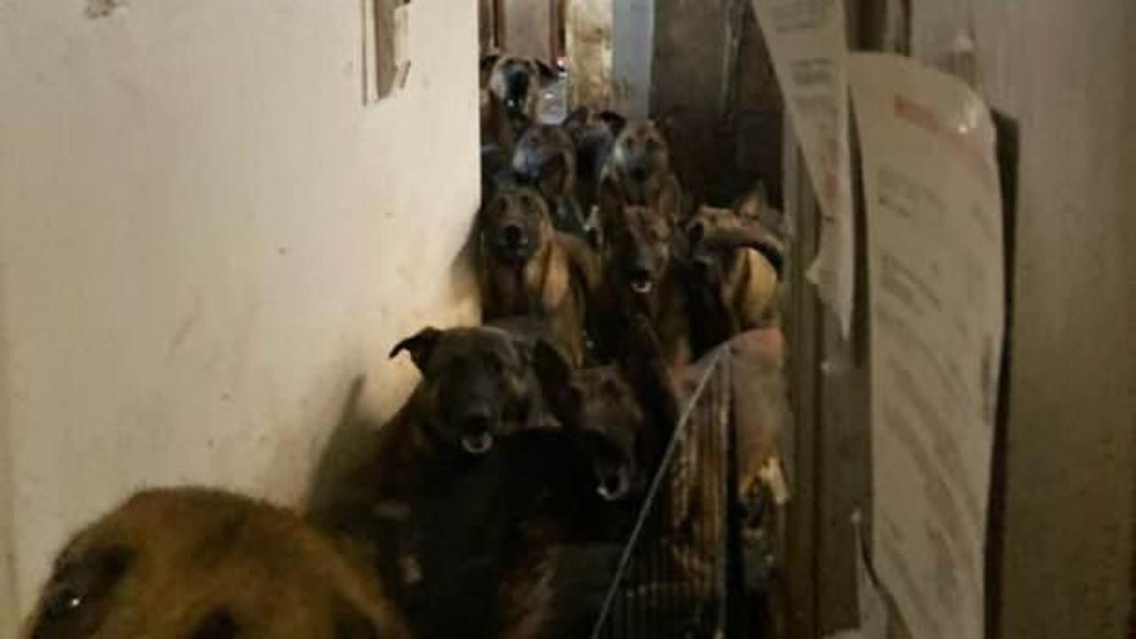 Apartman dairesinde 48 k&ouml;pek bulundu