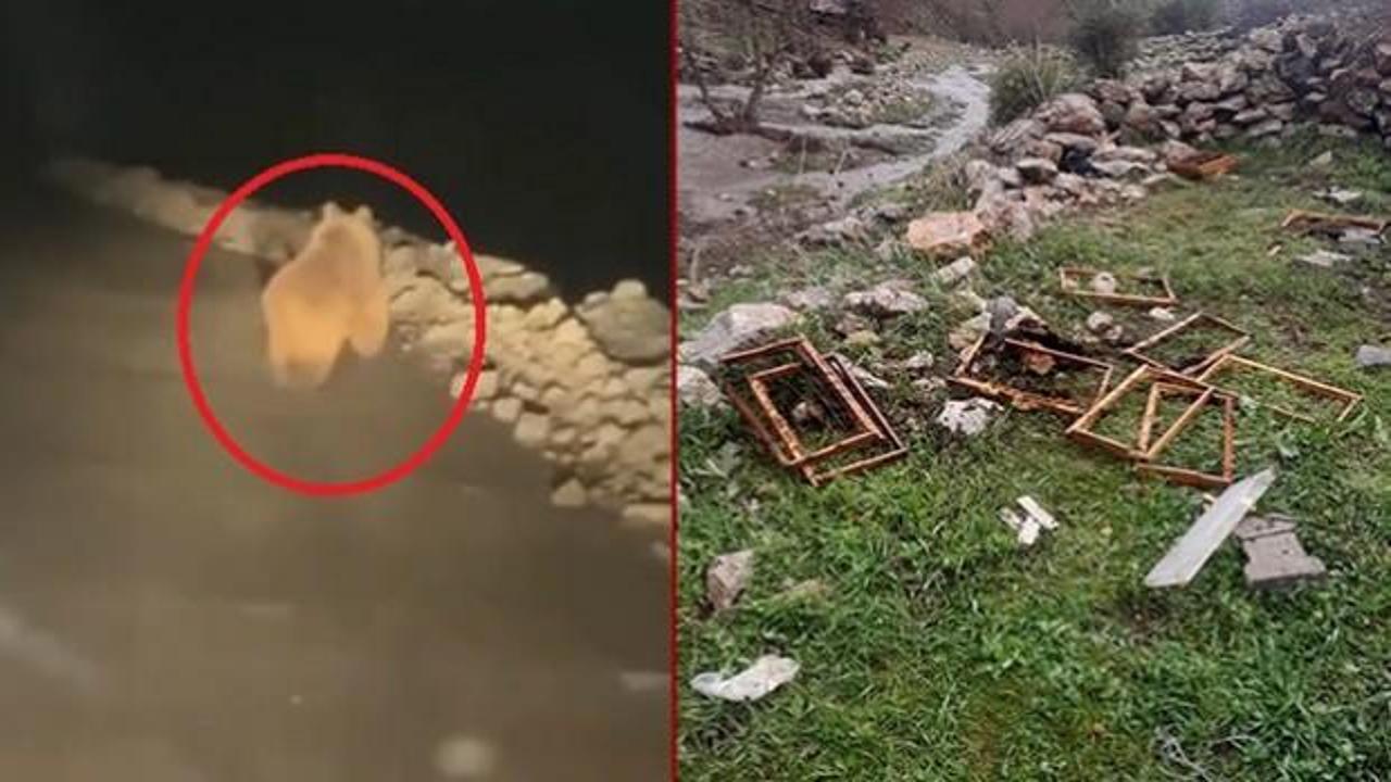 Arıcıların kabusu başladı: Kış uykusundan uyanan ayı 20 kovanı par&ccedil;aladı!