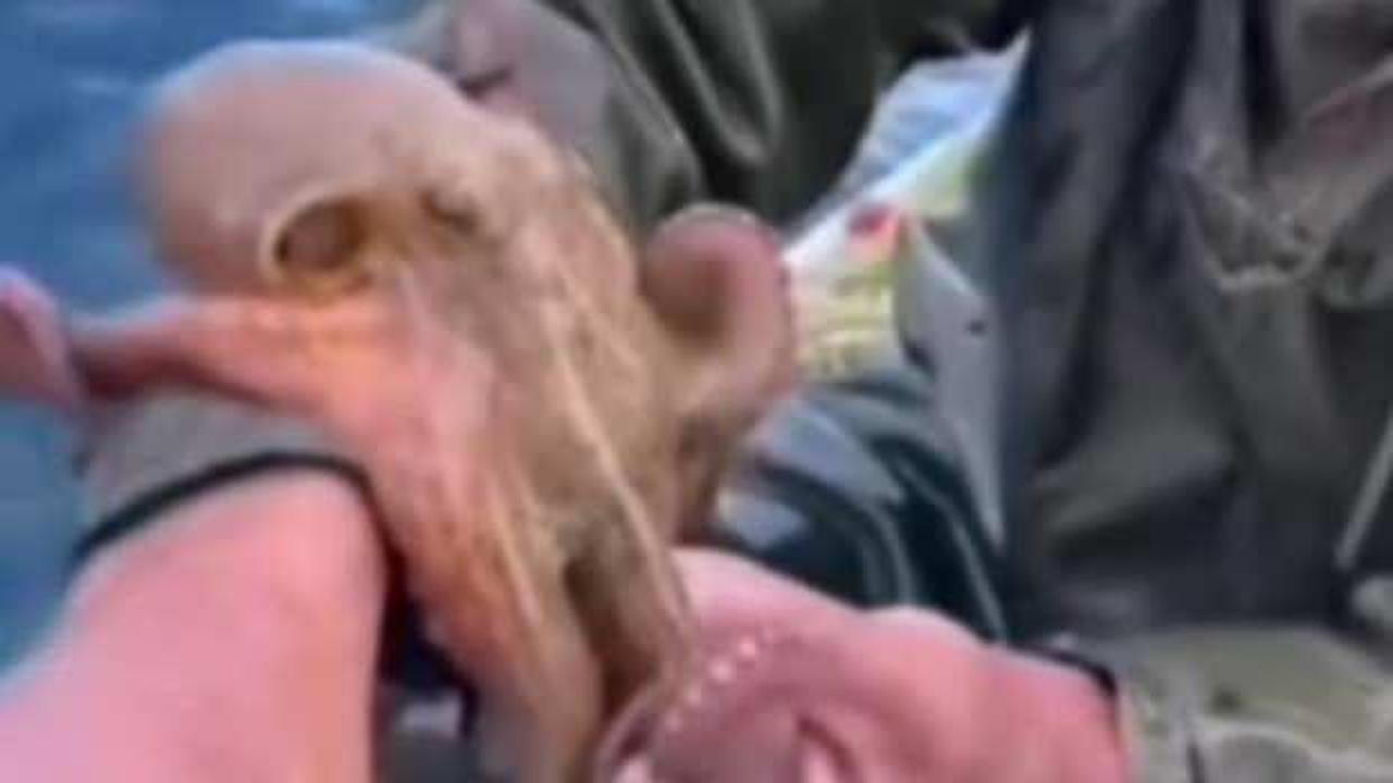 Aydın'dan ilgin&ccedil; g&ouml;r&uuml;nt&uuml;: Ahtapot yakaladı! Sonrası g&uuml;lme garantili...