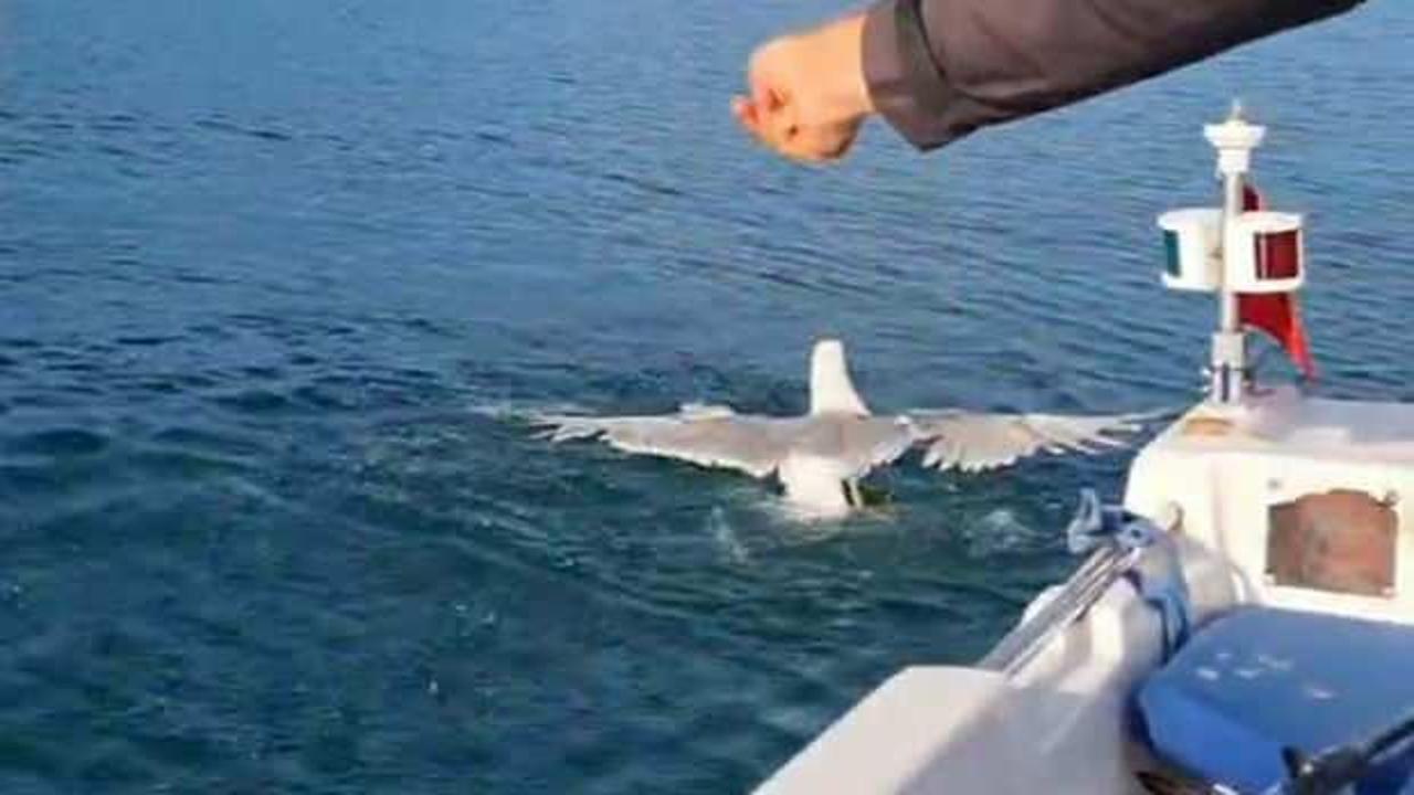 Balık bekleyen amat&ouml;r balık&ccedil;ı neye uğradığını şaşırdı