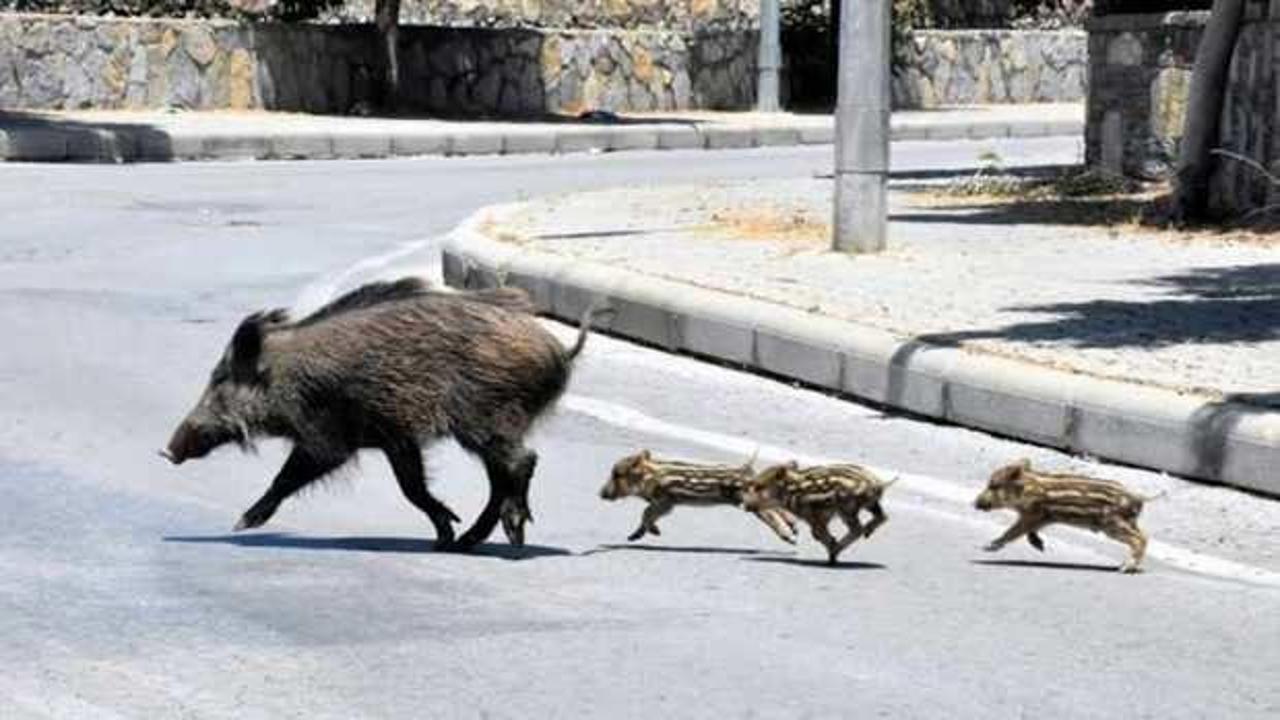 Bir kentte yaban domuzu alarmı! Valilik m&uuml;cadele kararını a&ccedil;ıkladı