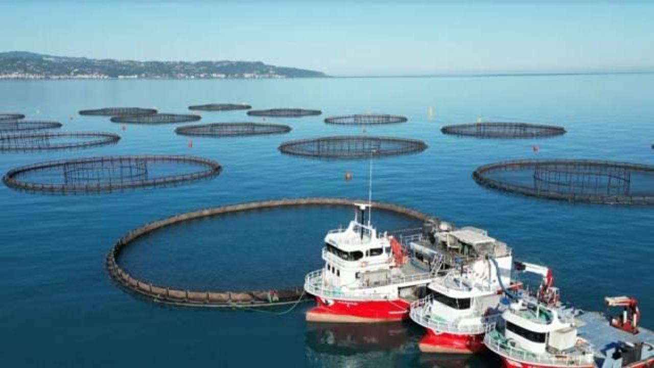 Doğu Karadeniz'de somon hasadı başladı