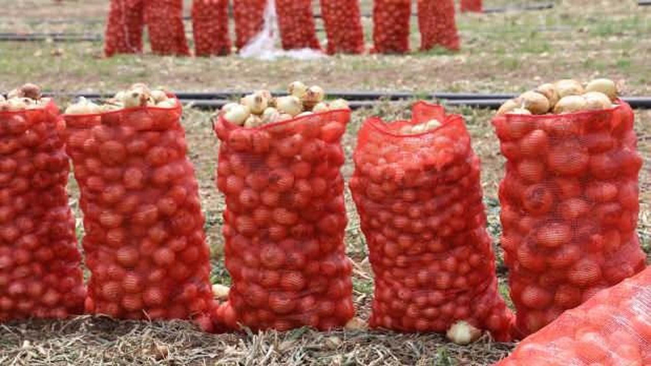 Don ve kuraklığın rekolteyi etkilemediği soğan, tarladan 8 TL'den alıcı buluyor