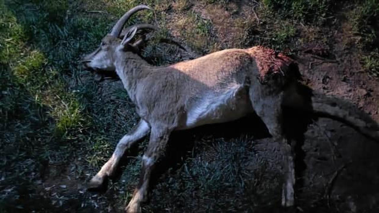 Yaban keçisi avlamanın bedeli cep yaktı!