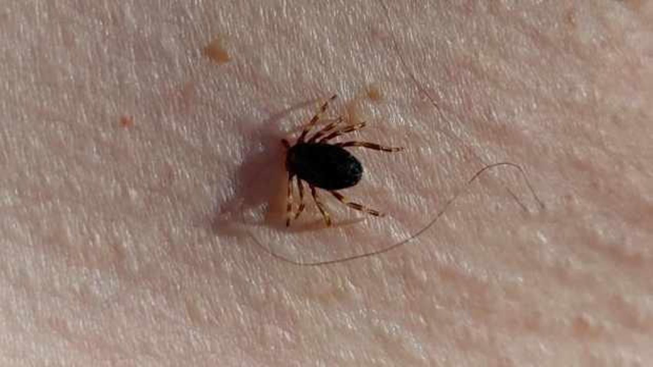 Kabus geri döndü! Uzmanlardan uyarı: Kurban Bayramı dönemine dikkat!