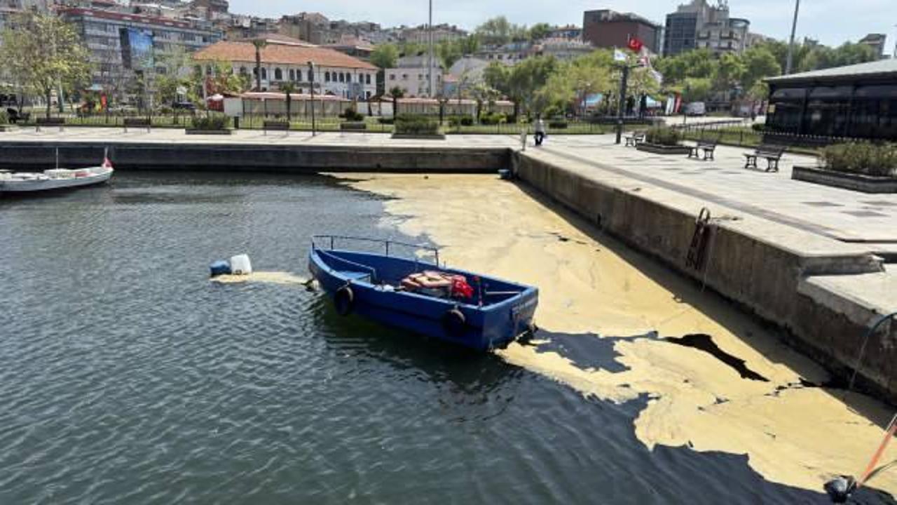 Kabus, Marmara Denizi'nde yeniden g&ouml;r&uuml;ld&uuml;!