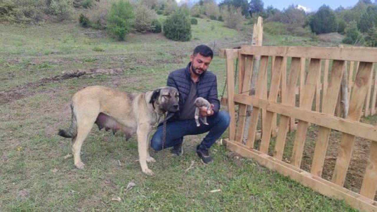 Kamyon kasasında iple asılı k&ouml;peğin sahibi konuştu! 