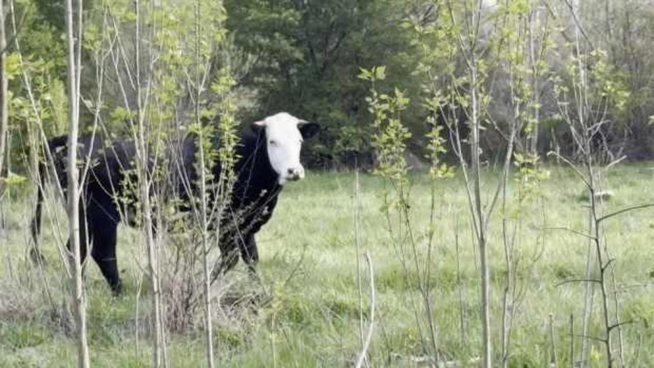 "Kezban teyze"nin kaybolan d&uuml;vesi dron sayesinde bulundu