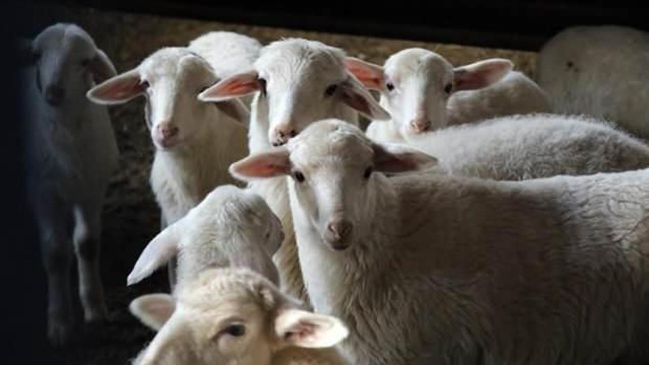 Kişi başına ortalama 4,5 koyunun düştüğü ülke!