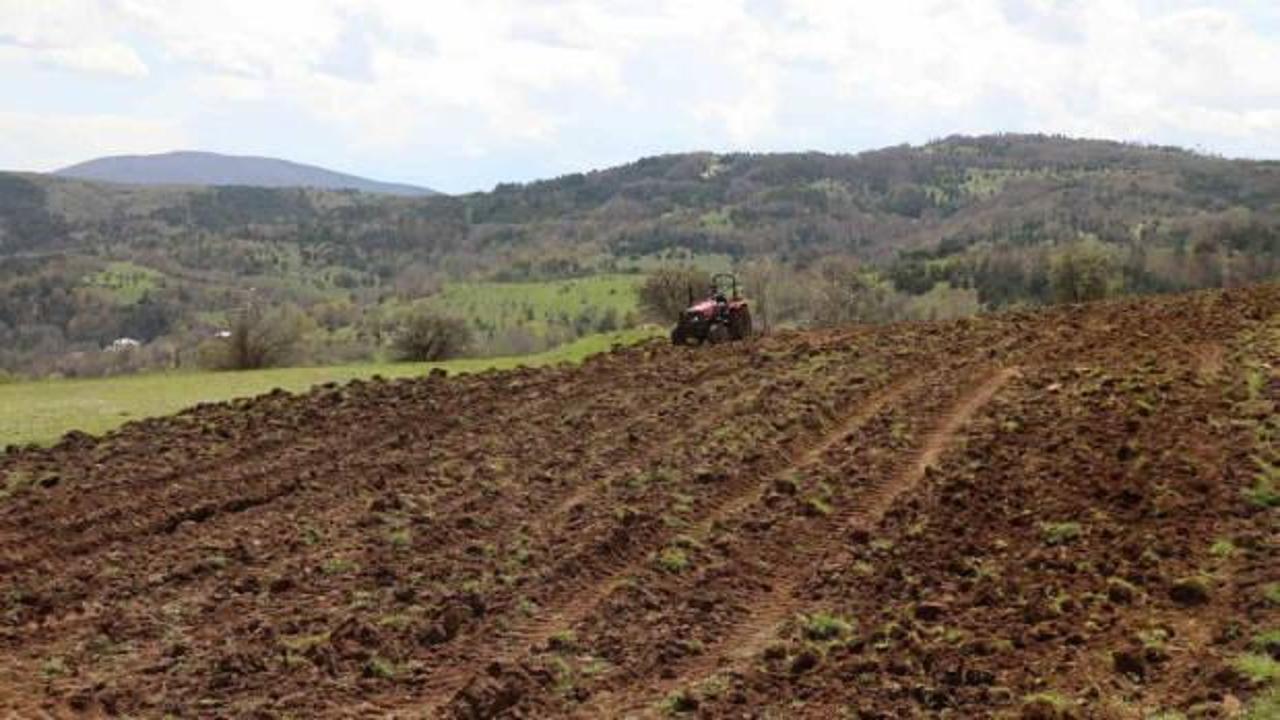 Ordu’nun atıl arazileri bereketleniyor! Karabuğday toprağı sevd