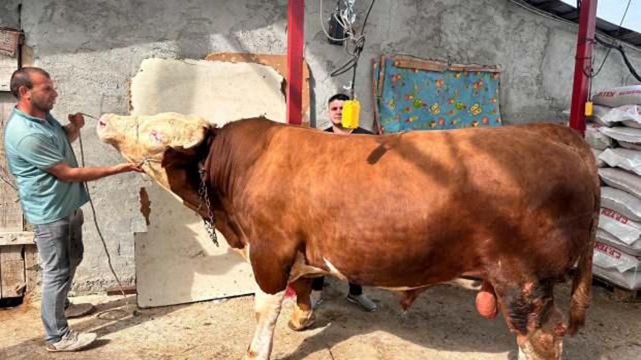 "Paşa" isimli 1 ton 200 kiloluk kurbanlığın fiyatını duyan kulaklarına inanamadı 