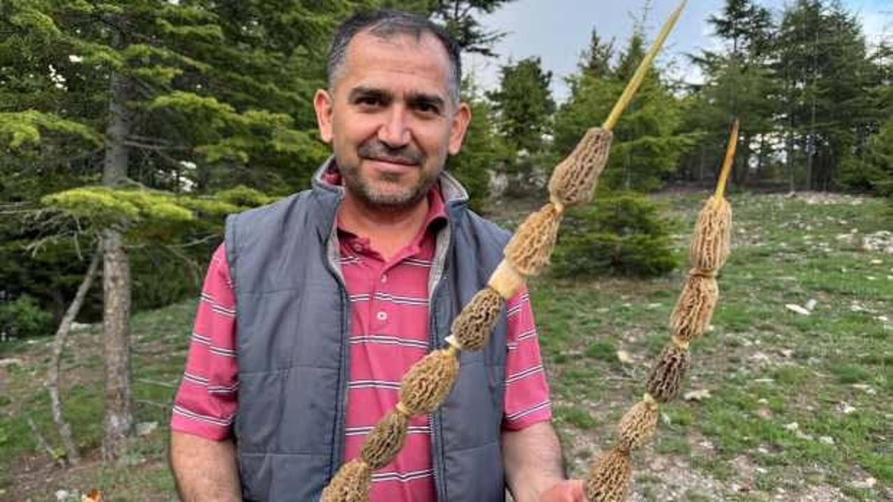 Dağlarda yetişiyor! Bölge halkı ekip kurdu: 'Altın bulsak belki bu kadar sevinmeyiz'