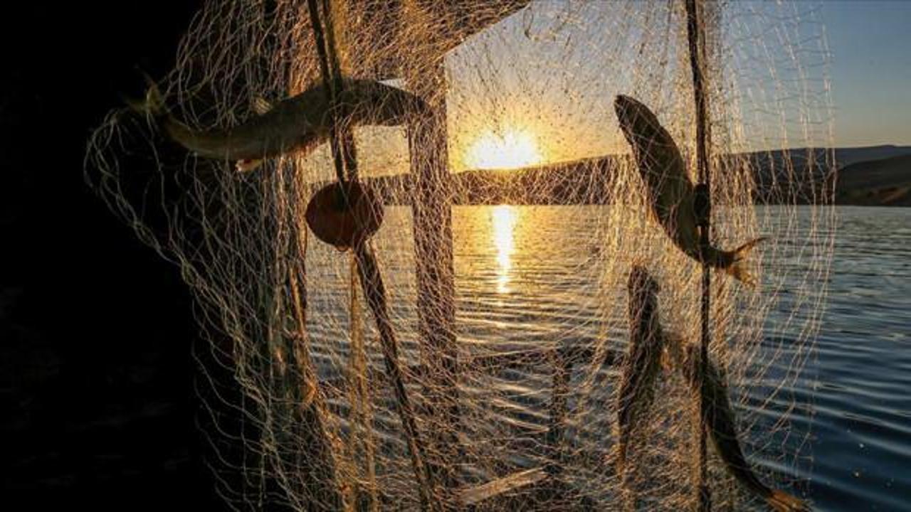 Balon balığı avcılığına yönelik destekleme tutarı artırıldı