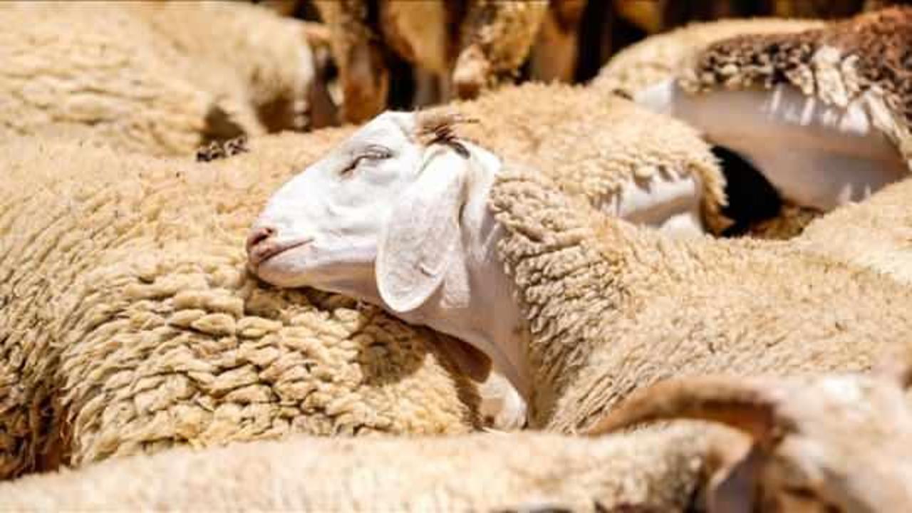 Bayramda kurbanlık küçükbaş arzında sıkıntı yok