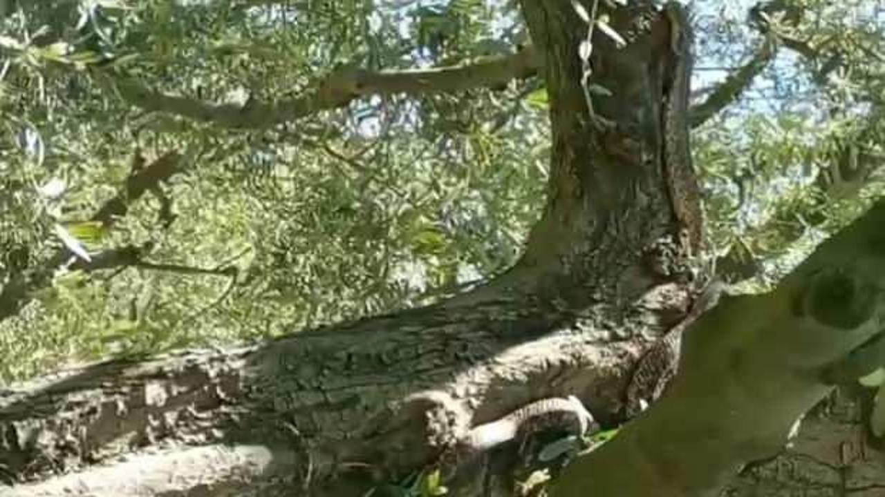 Bursa'da g&ouml;r&uuml;nt&uuml;lendi: Devasa yılanı g&ouml;ren &ccedil;ift&ccedil;i şoke oldu!