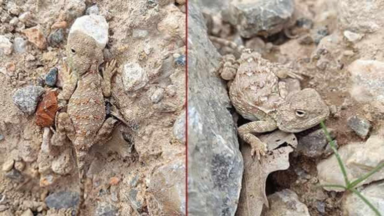 Erzincan'da g&ouml;r&uuml;nt&uuml;lendi: Her bakan g&ouml;remiyor