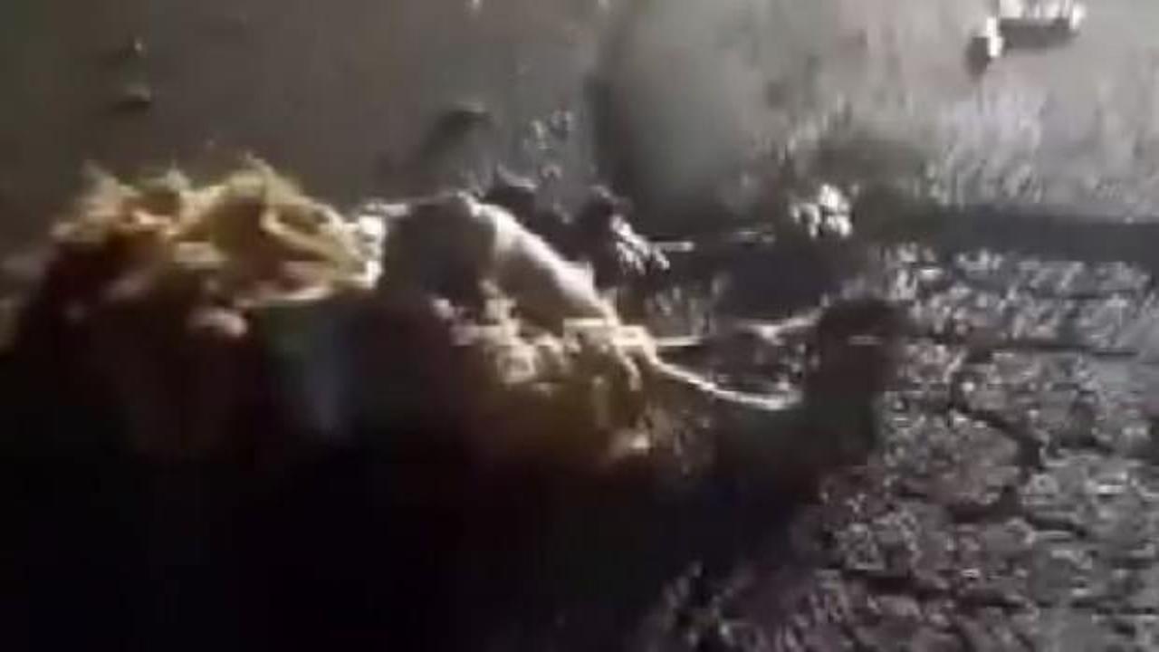 Hatay'da feci olay: 10 küçükbaş hayvan telef oldu!