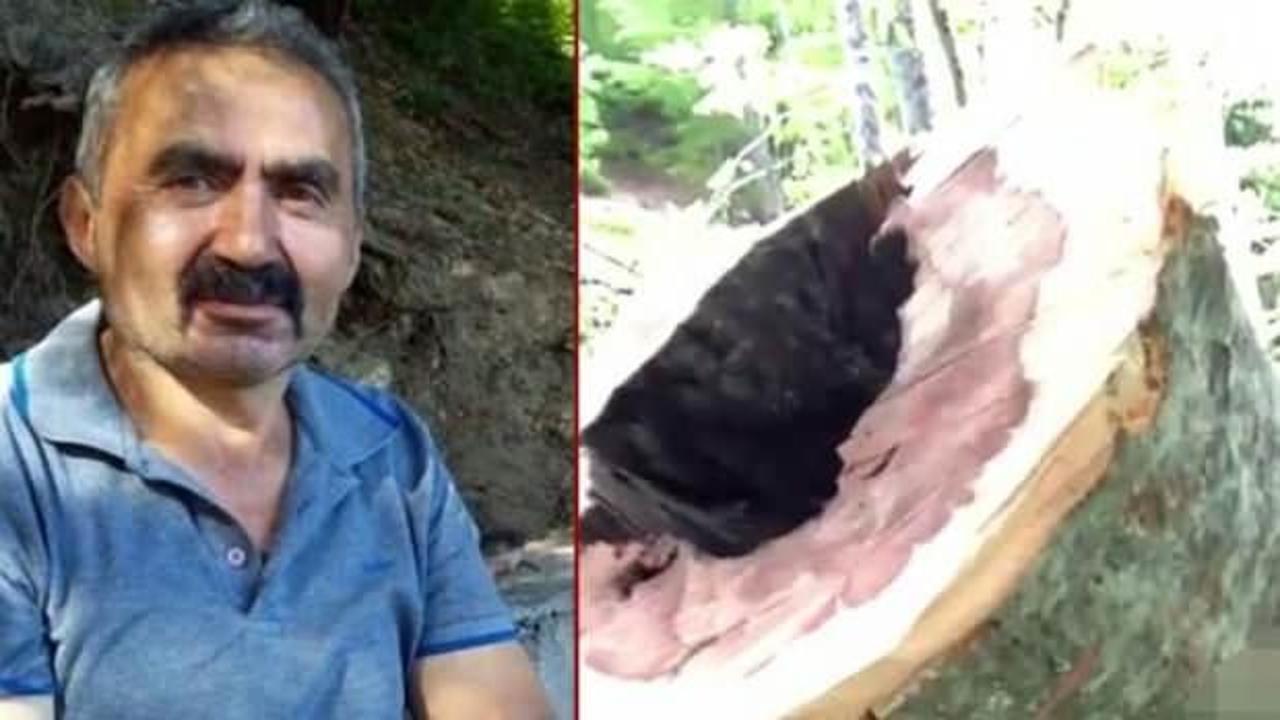 Bolu'da feci kaza: Üzerine ağaç devrilen işçi öldü!