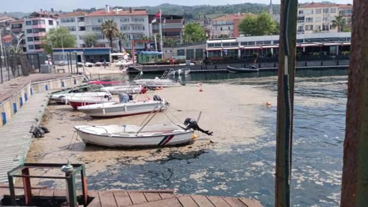 Müsilaj balıkçılara ağır darbe vurdu!