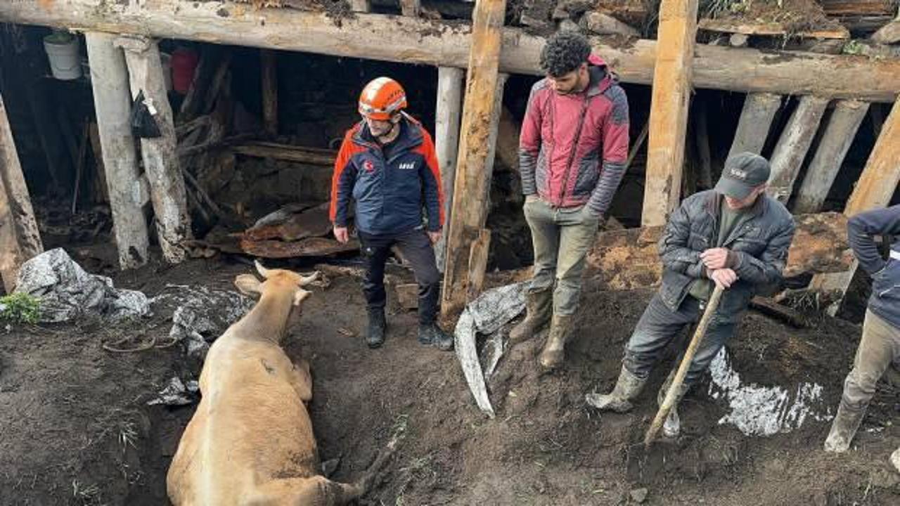 Ardahan'da ahır çöktü: 19 inek göçük altında kaldı! 