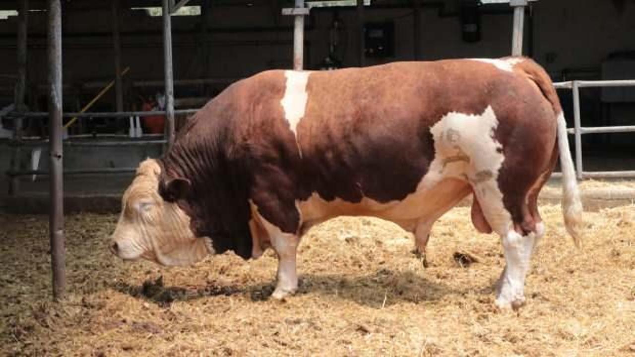 'Poyraz' isimli 1,5 tonluk kurbanlığın fiyatını duyan kulaklarına inanamadı